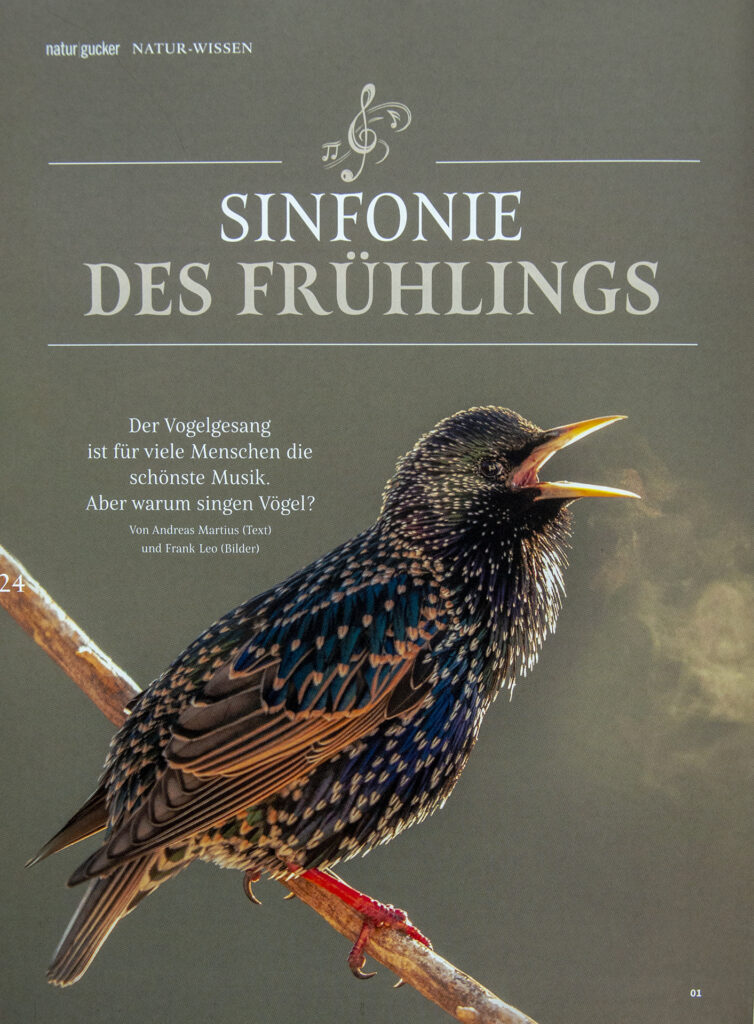 Sinfonie des Frühlings – der Gesang der Vögel