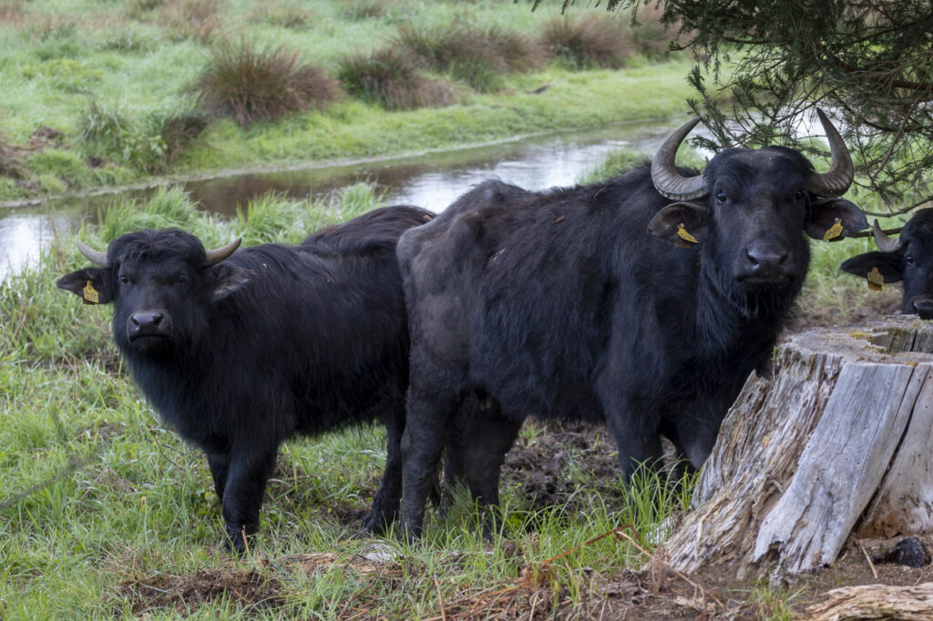 „Wilde Weiden Waldnaabaue 2024“